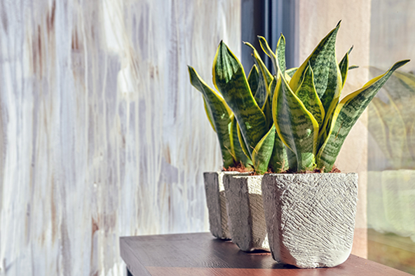 best houseplants in apartment homes